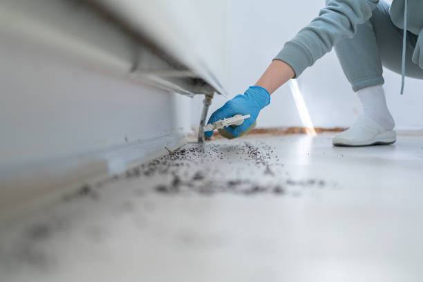 Best Cockroach Control Services  in Labarque Creek, MO